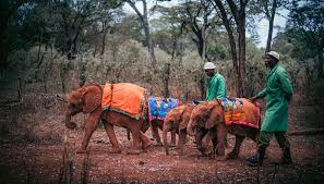 Sheldrick Elephant Orphanage, Giraffe Centre