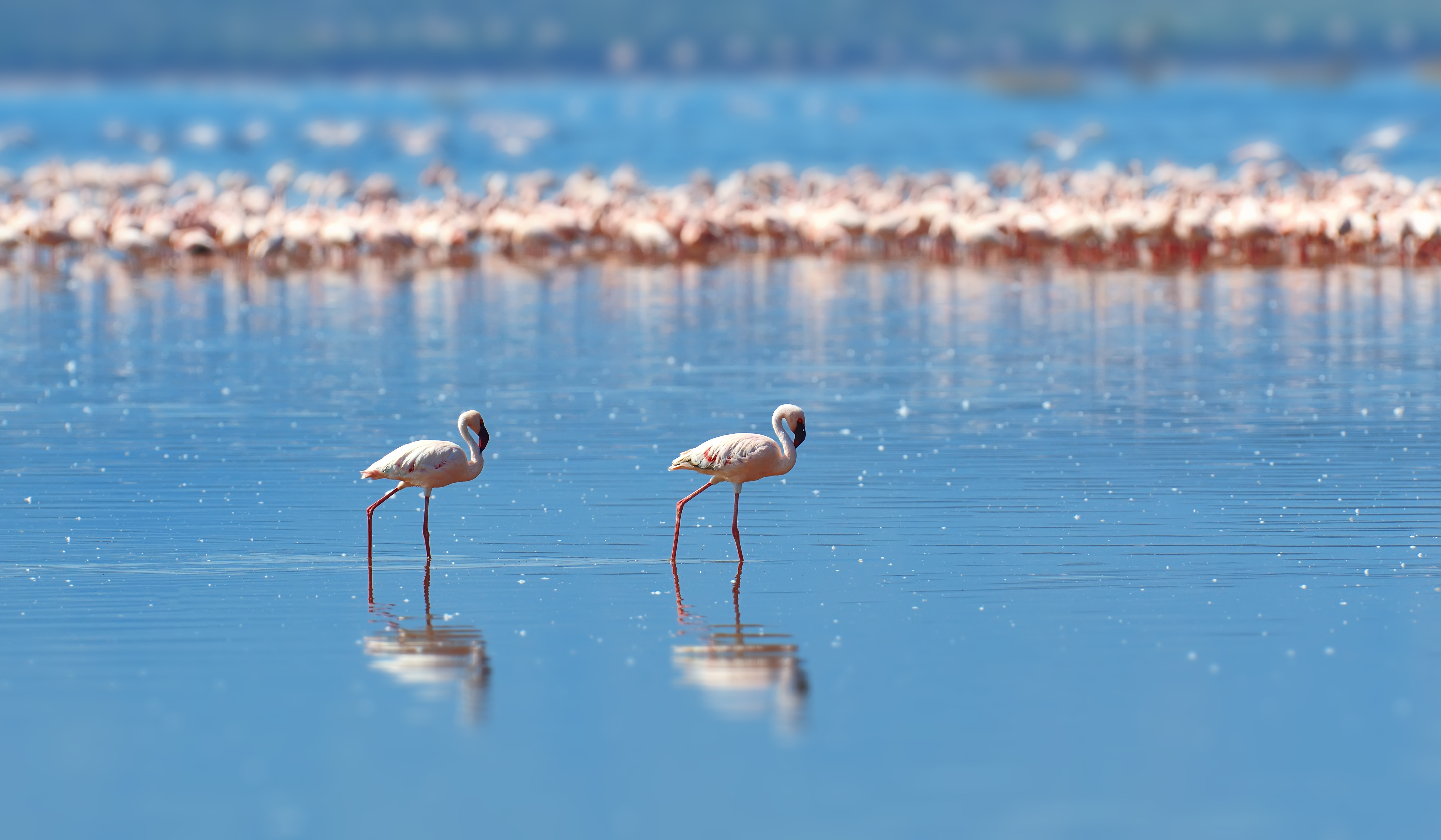 Lake Nakuru